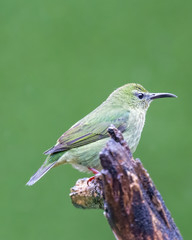 Red-legged honeycreeper (female) - 8056