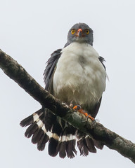 Semiplumbeous hawk - 8774 