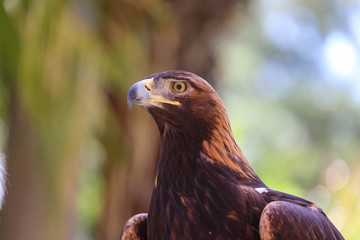 Close-up of the golden eagle bokeh, Beautiful golden eagle's head