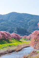 下賀茂温泉の河津桜