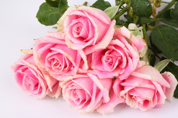 Fototapeta premium Pink rose isolated on white background
