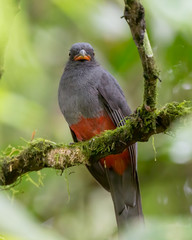 Slaty-tailed trogon - 9429