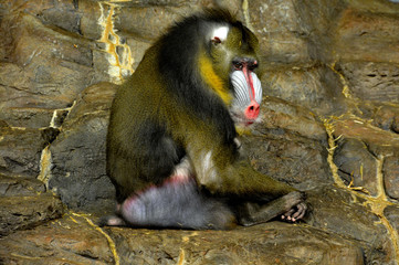 The mandrill (Mandrillus sphinx) is a primate of the Old World monkey (Cercopithecidae) family.