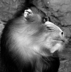 The mandrill (Mandrillus sphinx) is a primate of the Old World monkey (Cercopithecidae) family.