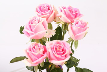 Pink roses isolated on white background