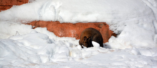 In winter wallaby is any animal belonging to the family Macropodidae that is smaller than a...