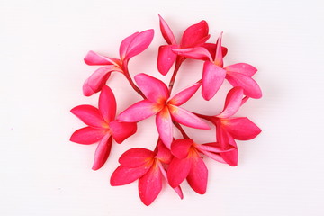 Red Frangipani flower isolated on white background