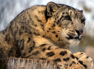 The snow leopard is a large cat native to the mountain ranges of Central and South Asia. It is...