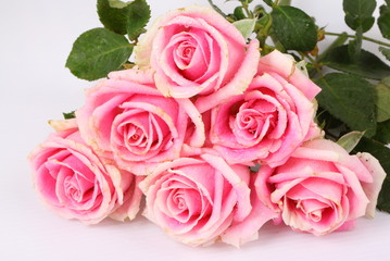 Pink rose isolated on white background