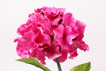 Decorative artificial Hydrangea flower on white background.