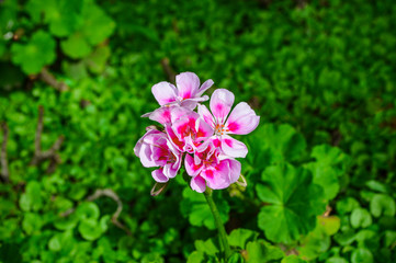  pink geraniums on green background of vegetation