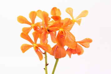 orange orchid isolated on white background