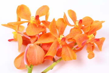 orange orchid isolated on white background