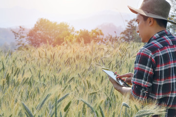 Young men use laptops Research of barley varieties in experimental plots, agricultural and...