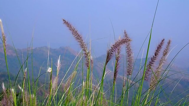 Soft grass flowers on mountains with beautiful view.