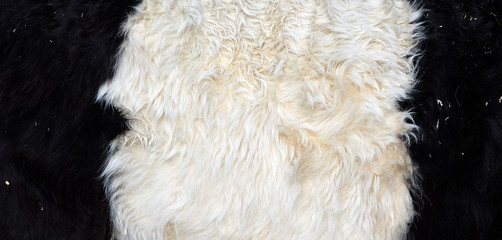 The Belted Galloway skin is a heritage beef breed of cattle originating from Galloway in South West...
