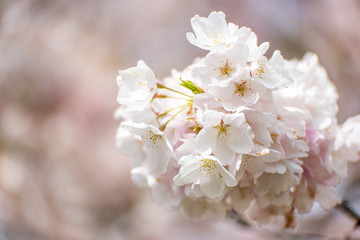 Cherry Blossoms in Portland, Oregon Waterfront Park