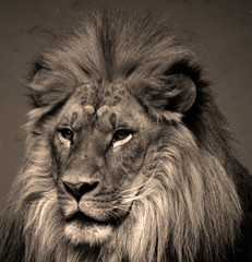 Male lion: Highly distinctive, the male lion is easily recognized by its mane, and its face is one of the most widely recognized animal symbols in human culture.  © Daniel Meunier