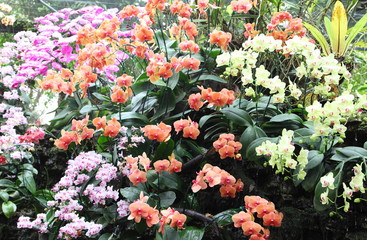 Blooming orchid - phalaenopsis, against natural green background in greenhouse.