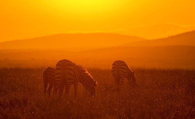 Fototapeta premium Zebras feeding in grassland at Masai Mara during sunrise, Kenya, Africa