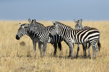 Fototapeta na wymiar Zebras feeding in grassland at Masai Mara during Migration Month. Kenya, Africa