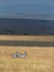 Fototapeta na wymiar Zebras feeding in grassland at Masai Mara during Migration Month. Kenya, Africa