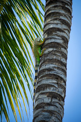 iguana on a palm tree