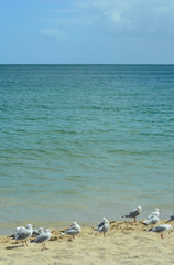 A flock of seagulls are clustered together on some sand by the edge of the water. The sea is calm and stretches to the horizon, where it meets a blue sky.