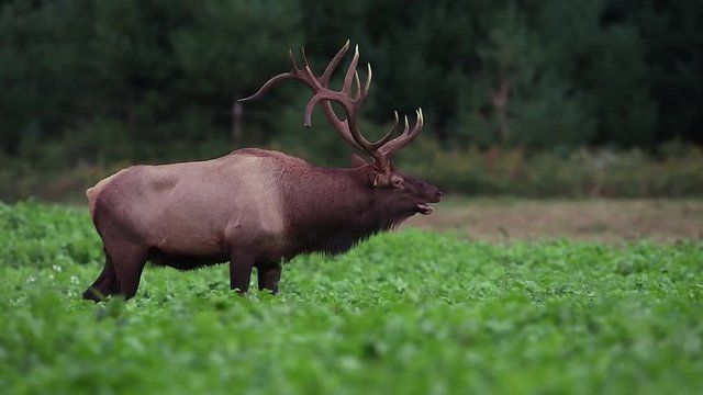 Elk Video Clip in 4k