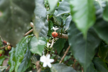 Nature; Harvested flowering coffee plant.