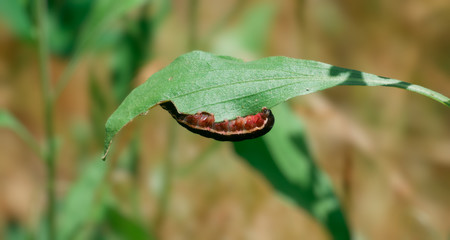 insect on a leaf