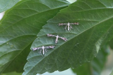 Federmotten unter einem Blatt