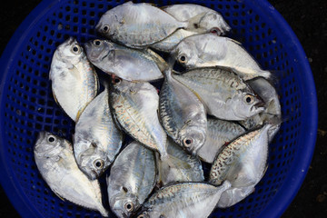 Piles of ponyfish or slipmouth Sell in fresh seafood market