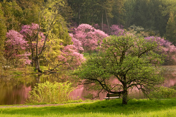 A Place For Reflection. The color of flowering redbud trees reflected in the calm surface of a quiet lake on a warm spring afternoon.
