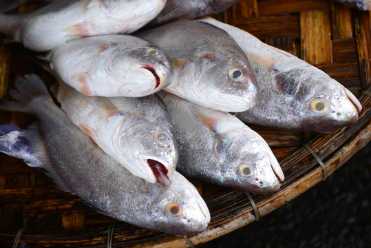 croaker fish Sell in fresh seafood marke