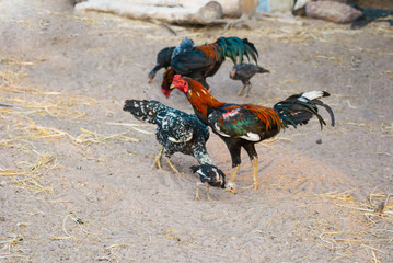 Indigenous Southeast Asian, Myanmar, Lao, Thai, Vietnamese, Cambodian, Indonesian, and Filipino family chickens are allowed to feed freely on dry ground.
