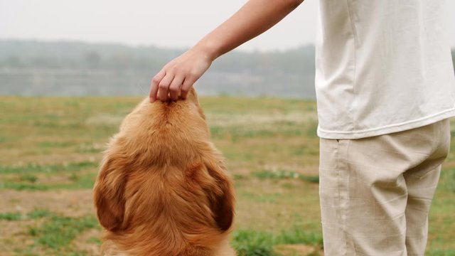 A golden retriever sit next to a standing Asian man. A golden retriever and an Asian boy enjoy the scenery together. A man constantly strokes the head of a golden retriever sit near him slow motion.