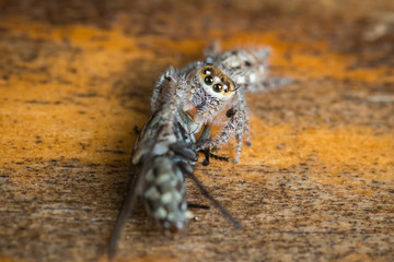 A jumping spider catching and eating it's prey