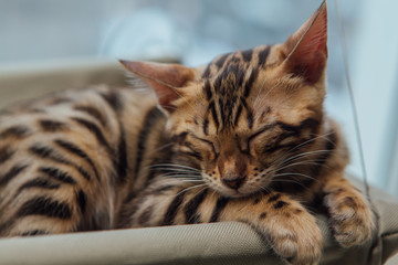 Cute little bengal kitty cat sleeping on the cat's window bed.