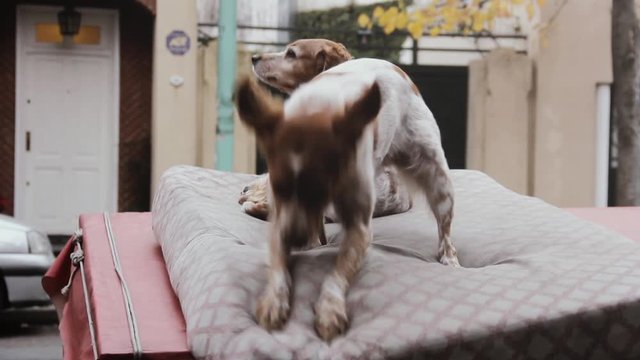 Cute Dogs playing over an Abandoned Mattress in the Street.
