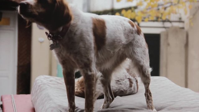 Cute Dogs playing over an Abandoned Mattress in the Street.