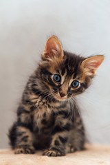 Little cute charcoal bengal kitten sitting on a soft cat's shelf.