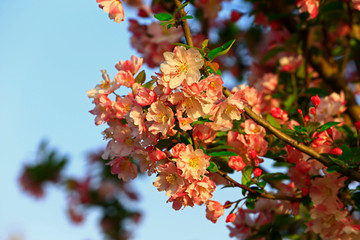 Chinese flowering crab-apple blooming