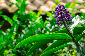 flor lilás com telhado ao fundo