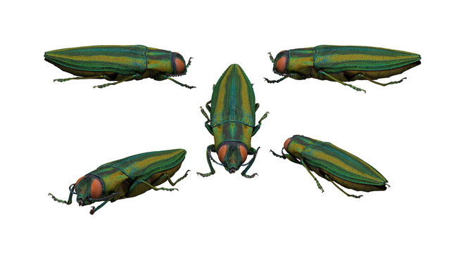 Chrysochroa toulgoeti colorful and glossy insect  white background multiple poses 3d rendering