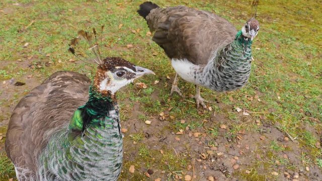 Two Female Peacocks Looking Around