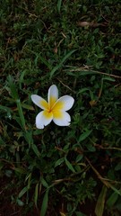 yellow flowers in garden