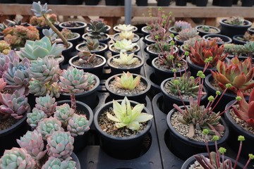 Succulents plant on wooden table