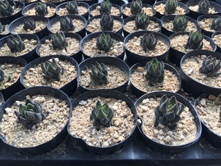 Succulents plant on wooden table