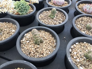 Succulents plant on wooden table